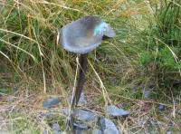 Albums/20060200-New Zealand 2006/20060210-Te Anau to Milford/5